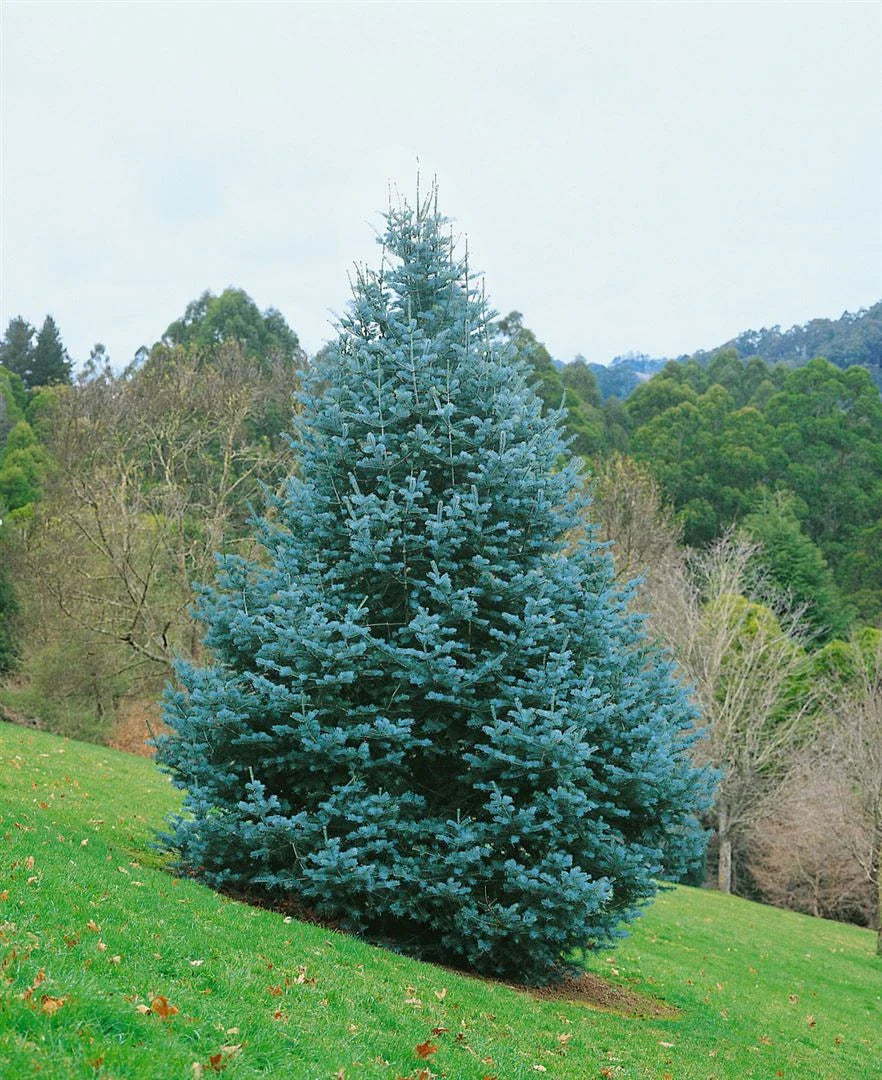 Brad alb / Abies concolor / - Gradina Noastra