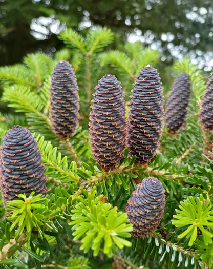 Brad coreean / Abies koreana /