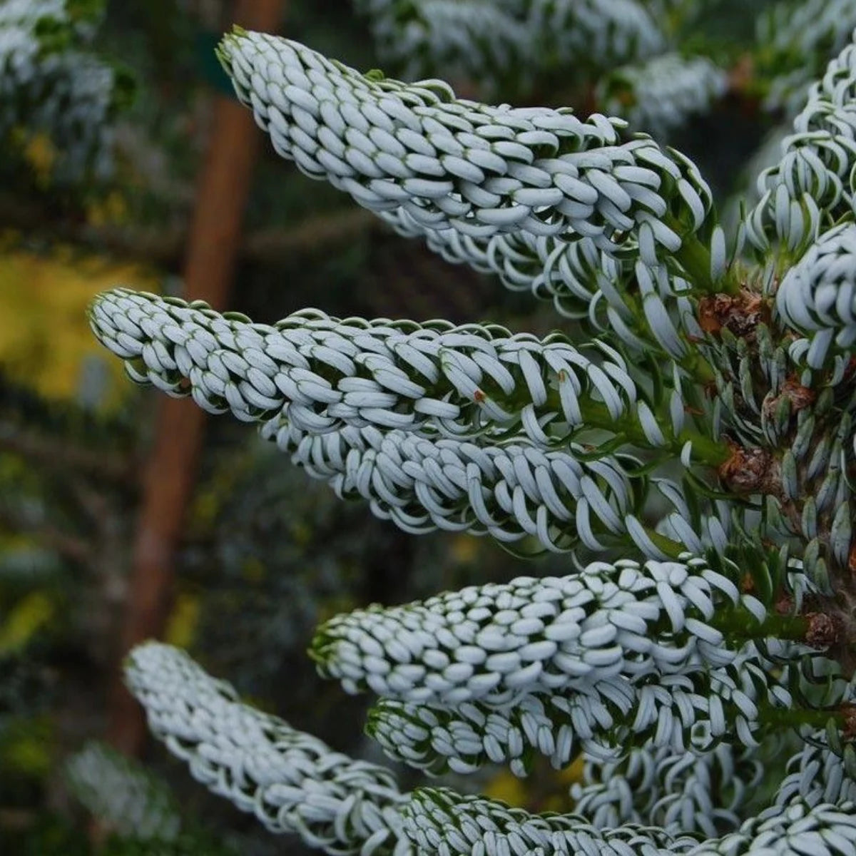 Brad coreean "Silberlocke" /Abies koreana "Silberlocke"/