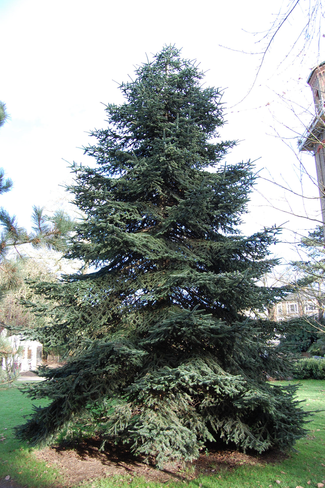 Brad Algerian / Abies numidica / - Gradina Noastra