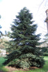 Brad Algerian / Abies numidica / - Gradina Noastra