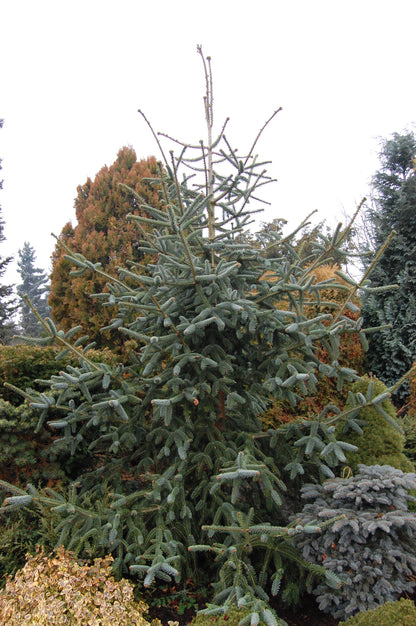 Brad spaniol / Abies pinsapo "Glauca"/