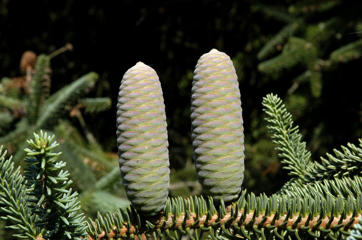 Brad spaniol / Abies pinsapo "Glauca"/