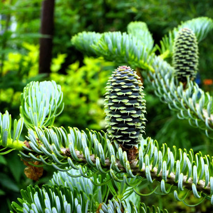 Brad coreean "Silberlocke" /Abies koreana "Silberlocke"/