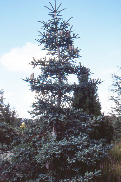 Brad spaniol / Abies pinsapo "Glauca"/