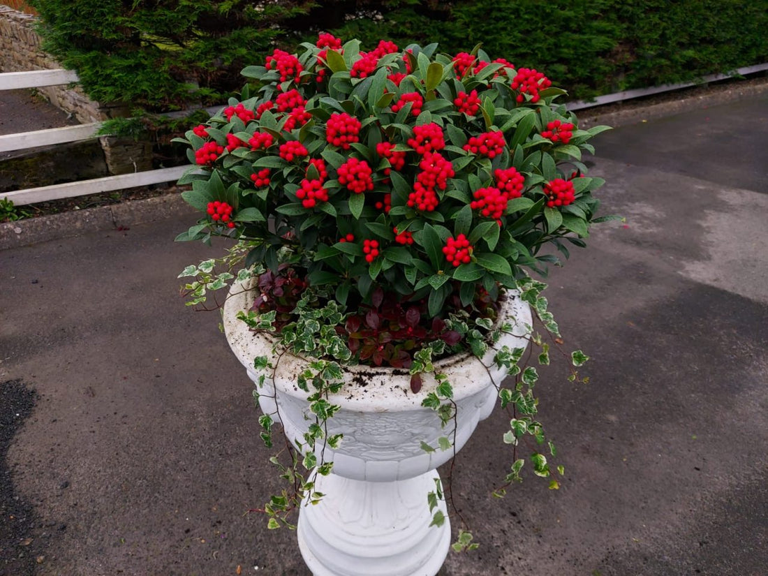 Liliac japonez "Pabella" 0.40 - 0.50 m / Skimmia japonica "Pabella"/ by gradina-noastra