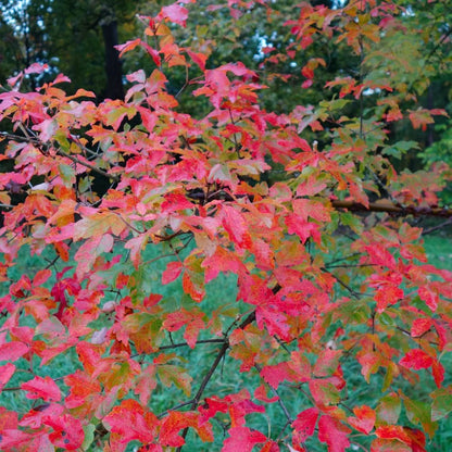 Artar cu trunchi de hartie 1.50 - 1.70 m (Acer griseum) - Gradina Noastra