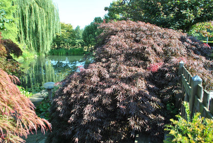 Artar japonez "Inaba Shidare" / Acer palmatum dissectum "Inaba Shidare"/