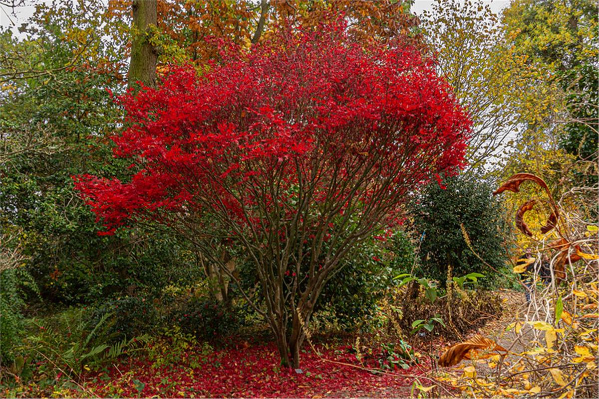 Artar japonez "Skeeters Broom" / Acer palmatum "Skeeters Broom" /