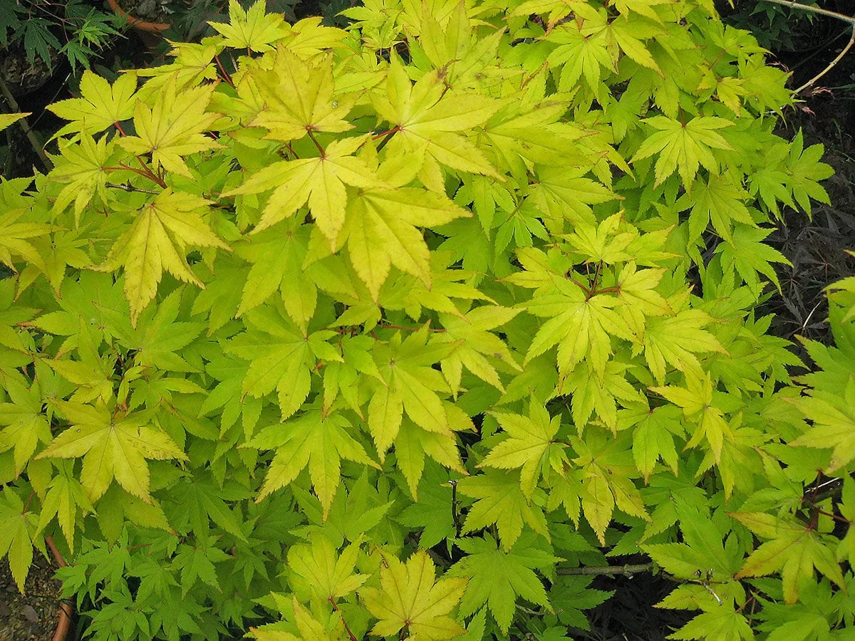 Artar japonez "Summergold" /Acer palm"Summergold"/