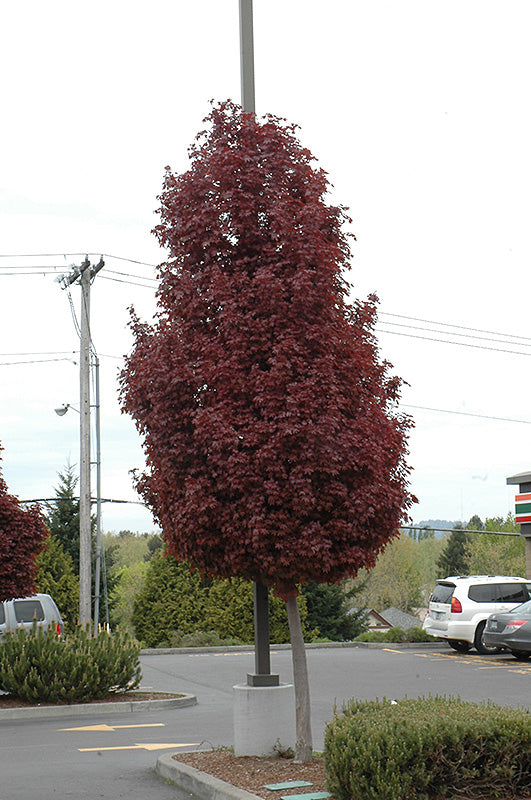 Artar rosu "Crimson Sentry" 1.75 - 2.00 m / Acer platanoides "Crimson Sentry"/ - Gradina Noastra