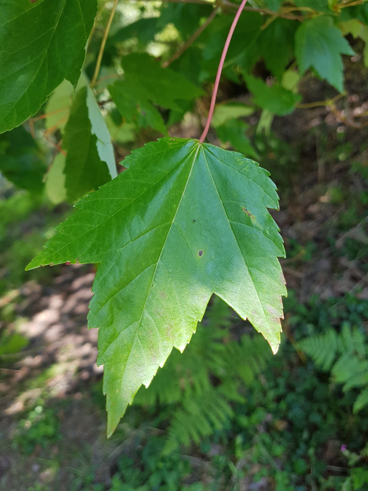 Artar rosu „October Glory” 2.00 - 2.50 m / Acer rubrum „October Glory”/