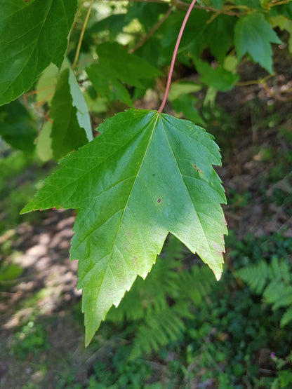 Artar rosu „Sun Valley” 2.00 - 2.50 m / Acer rubrum „Sun Valley” /