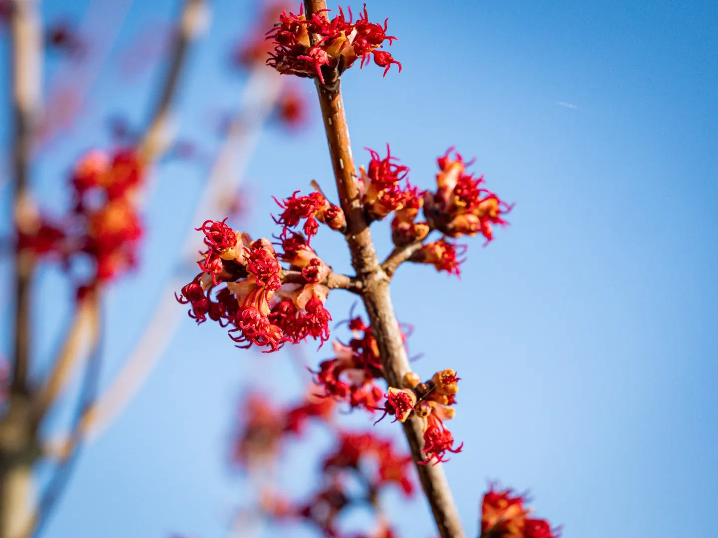 Artar rosu „Red Sunset” 3.00 - 3.50 m / Acer rubrum „Red Sunset” / by gradina-noastra
