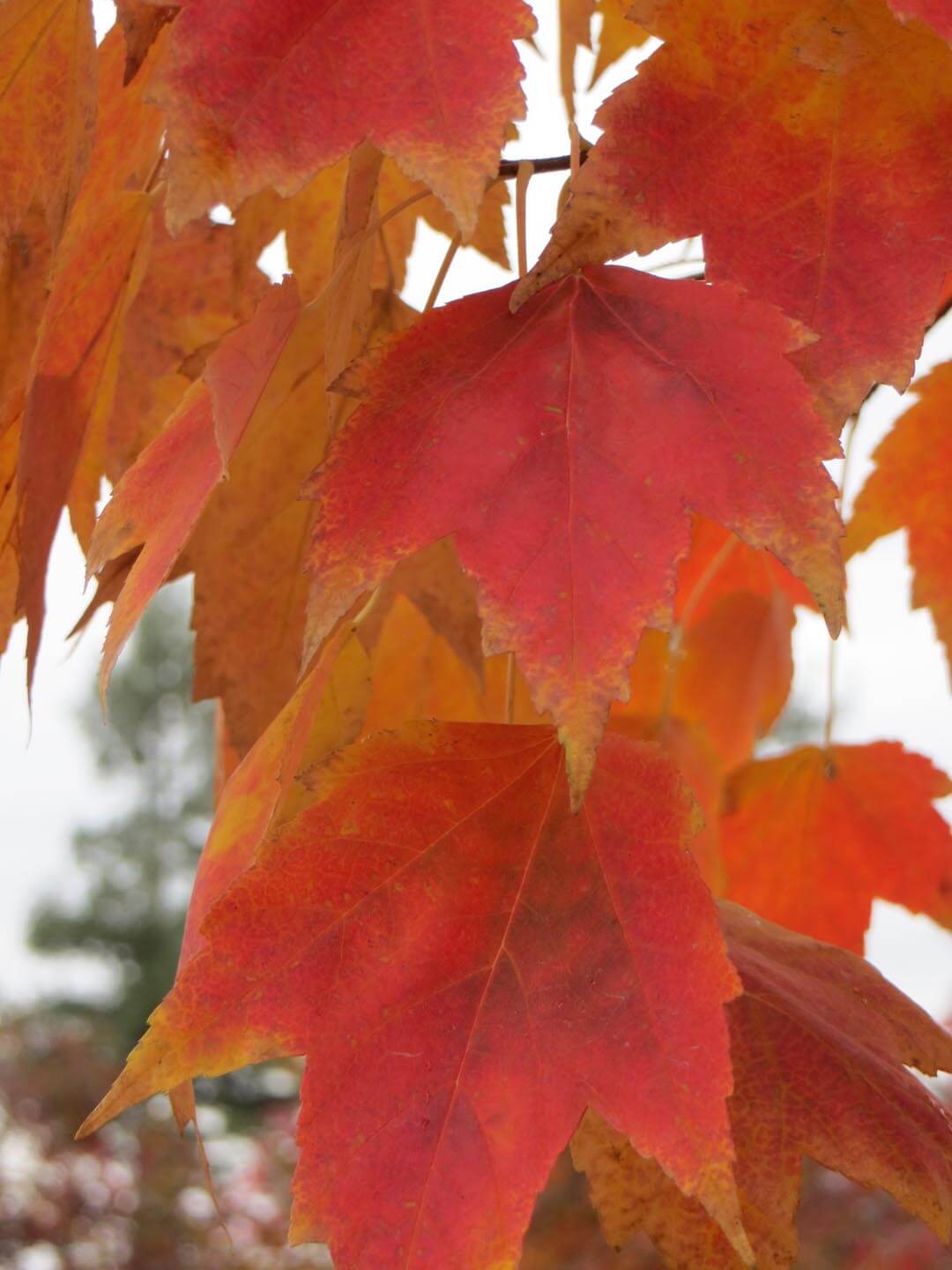 Artar rosu „Red Sunset” 3.00 - 3.50 m / Acer rubrum „Red Sunset” / by gradina-noastra