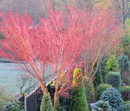 Artar japonez "Sango Kaku" / Acer palmatum &