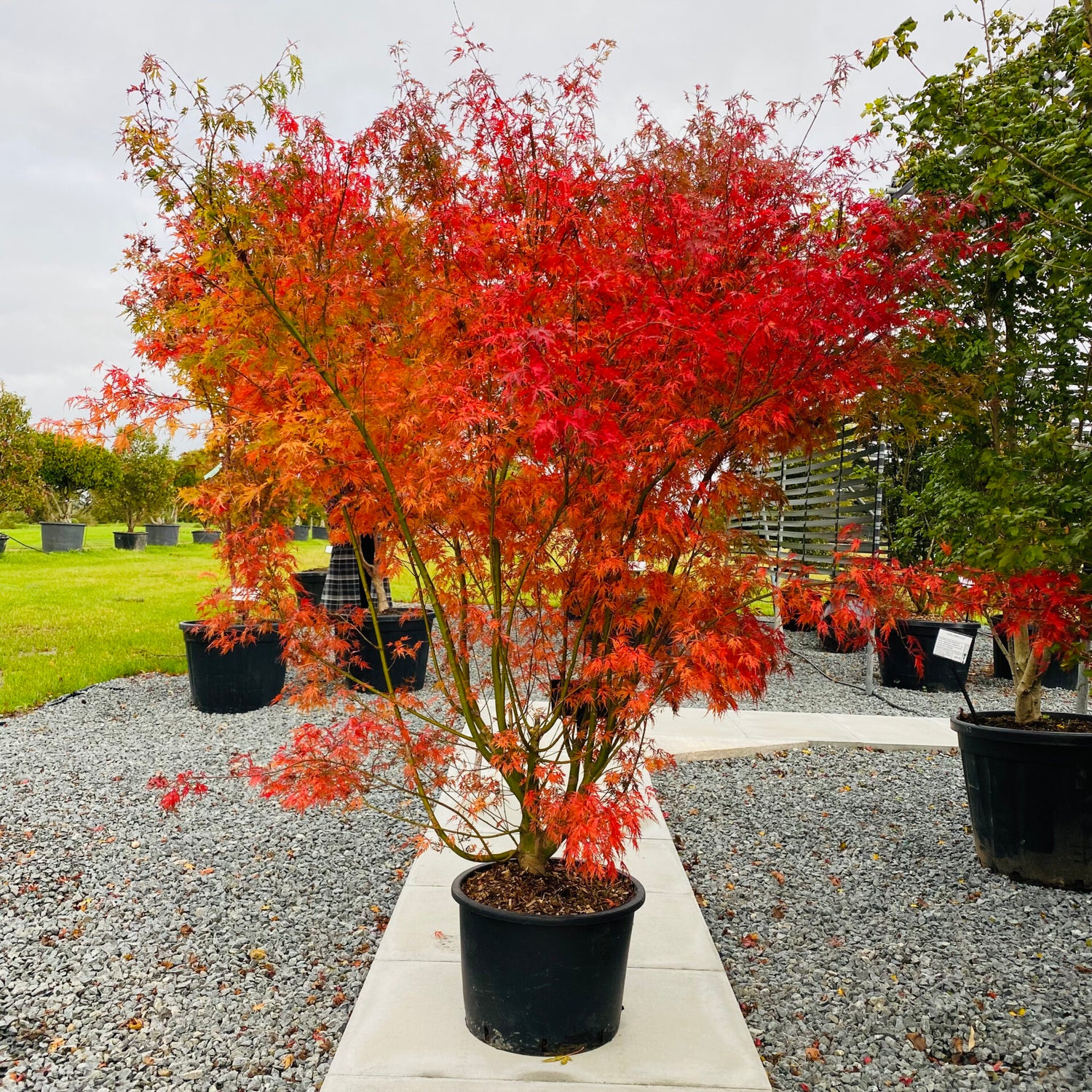 Artar japonez curgator „Seiryu" 1.30 - 1.50 m / Acer palmatum dissectum „Seiryu” /