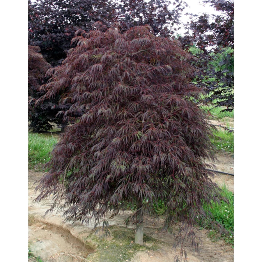 Artar japonez curgator „Crimson Queen / Acer palmatum dissectum „Crimson Queen” /