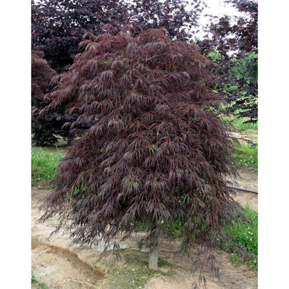 Artar japonez curgator „Crimson Queen / Acer palmatum dissectum „Crimson Queen” /