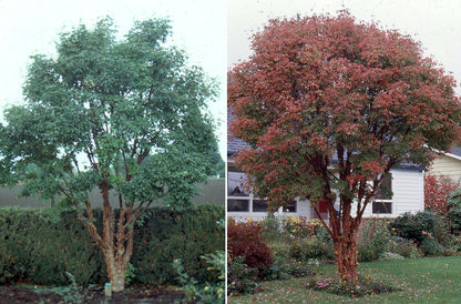 Artar cu trunchi de hartie 1.50 - 1.70 m (Acer griseum) - Gradina Noastra