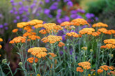 Achillea millefolium "Terracotta" - Gradina Noastra