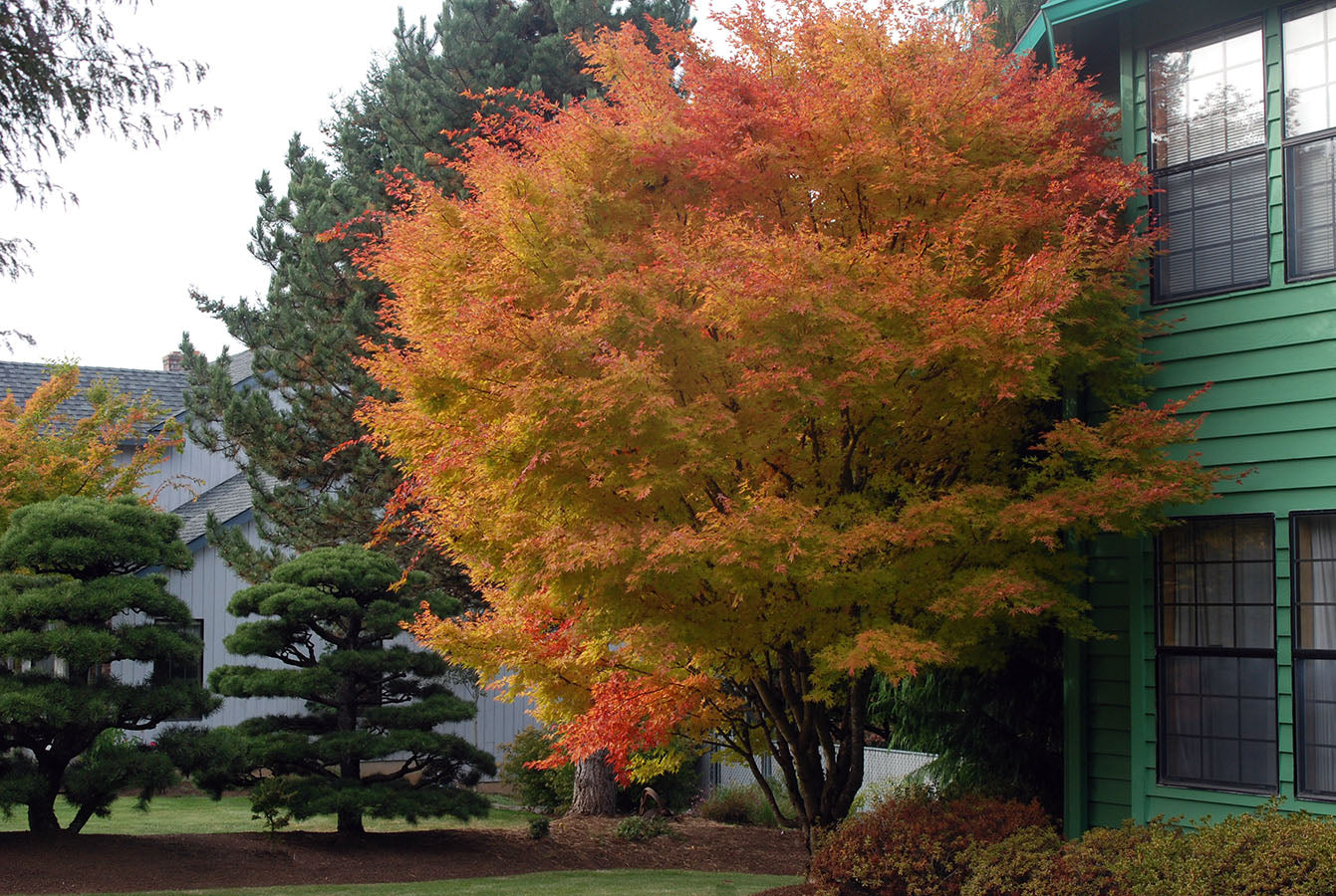 Artar japonez "Sango Kaku" / Acer palmatum &