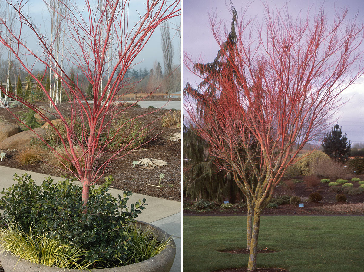 Artar japonez "Sango Kaku" / Acer palmatum &