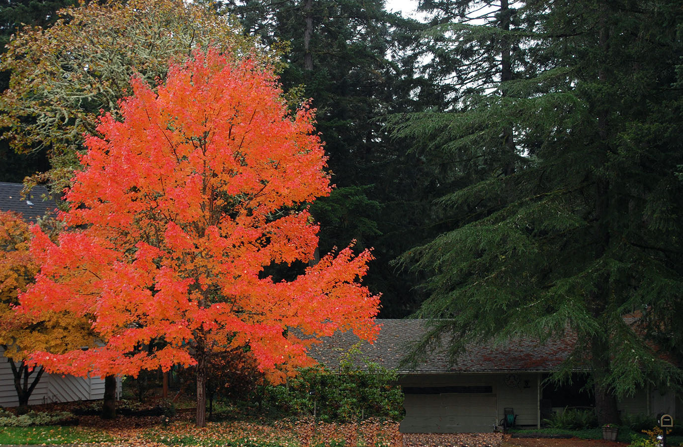 Artar rosu „October Glory” 2.00 - 2.50 m / Acer rubrum „October Glory”/