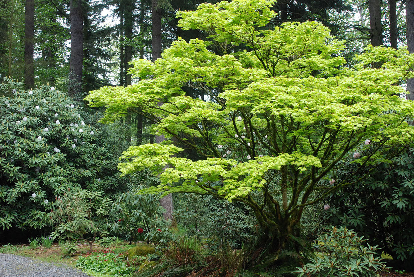 Artar japonez "Aureum" / Acer shirasawanum "Aureum" / - Gradina Noastra