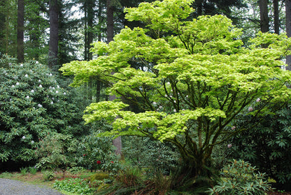 Artar japonez "Aureum" / Acer shirasawanum "Aureum" / - Gradina Noastra