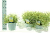 Iarbă albastră "Ami Gold" - / Festuca glauca "Ami Gold"/ by gradina-noastra