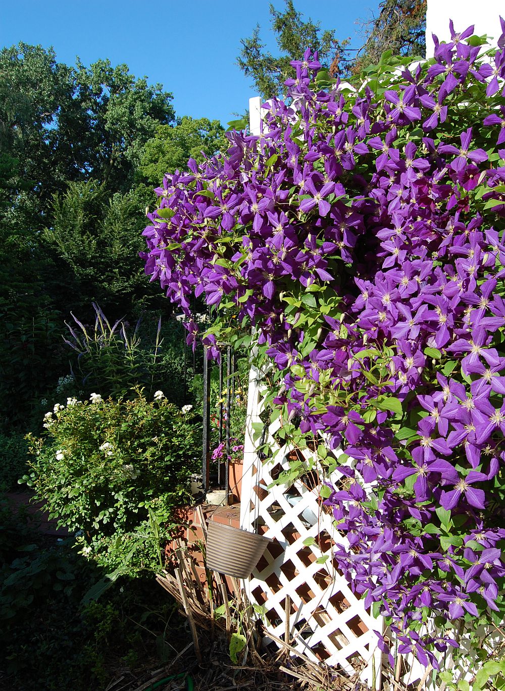 Clematis mix by gradina-noastra