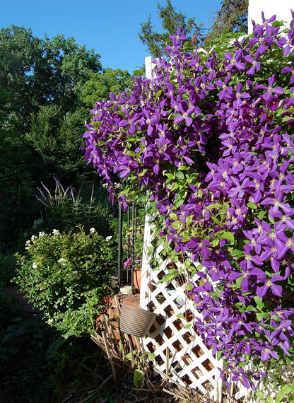 Clematis mix
