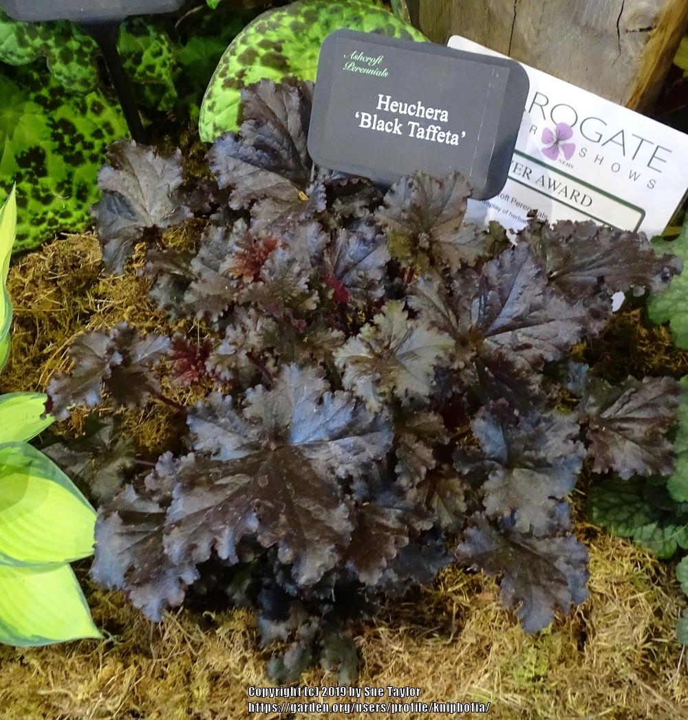 Heuchera "Black Taffeta" 0.10 - 0.20 m by gradina-noastra