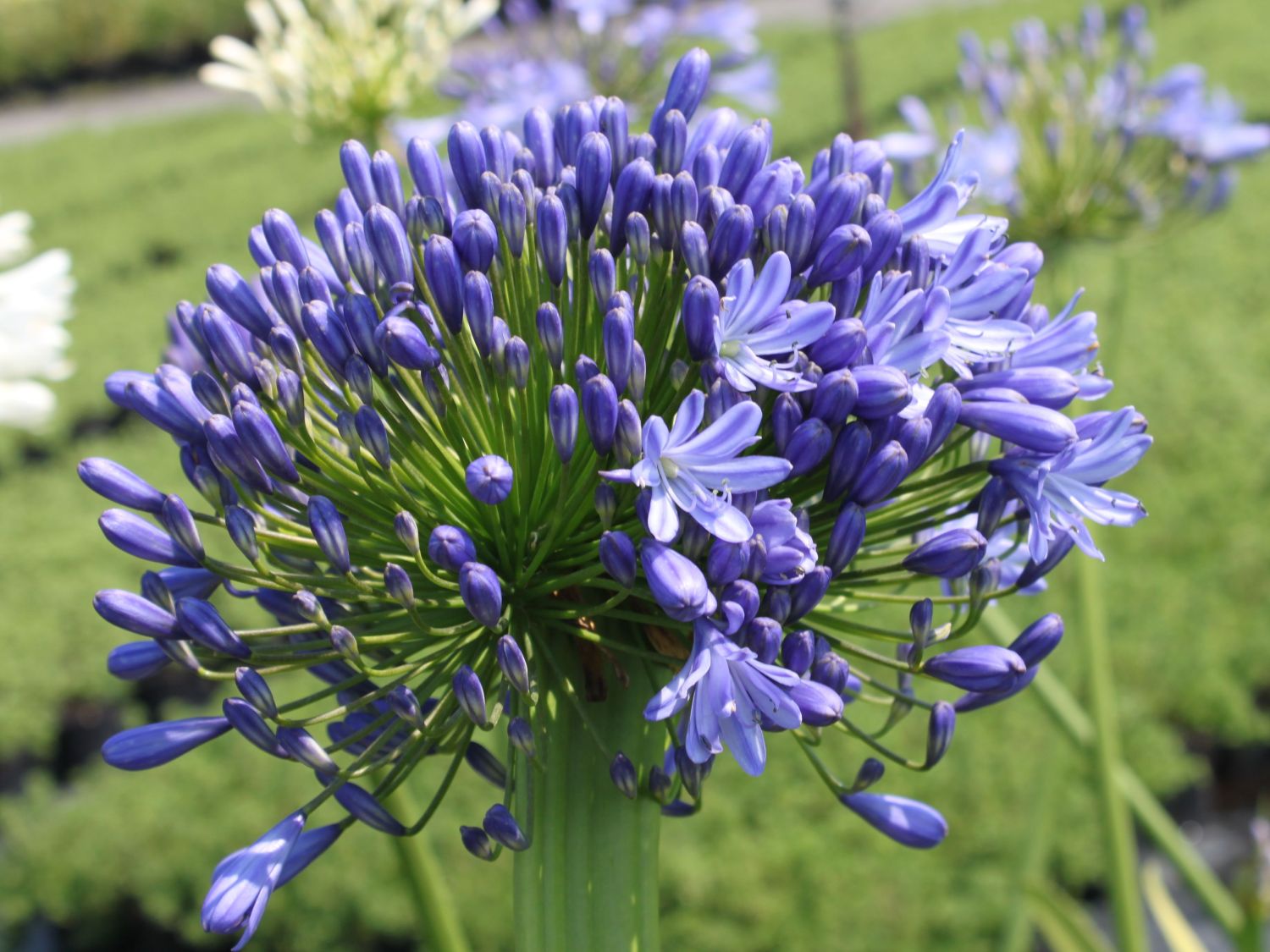 Agapanthus  mix