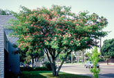 Arbore de matase / Albizia julibrissin / - Gradina Noastra