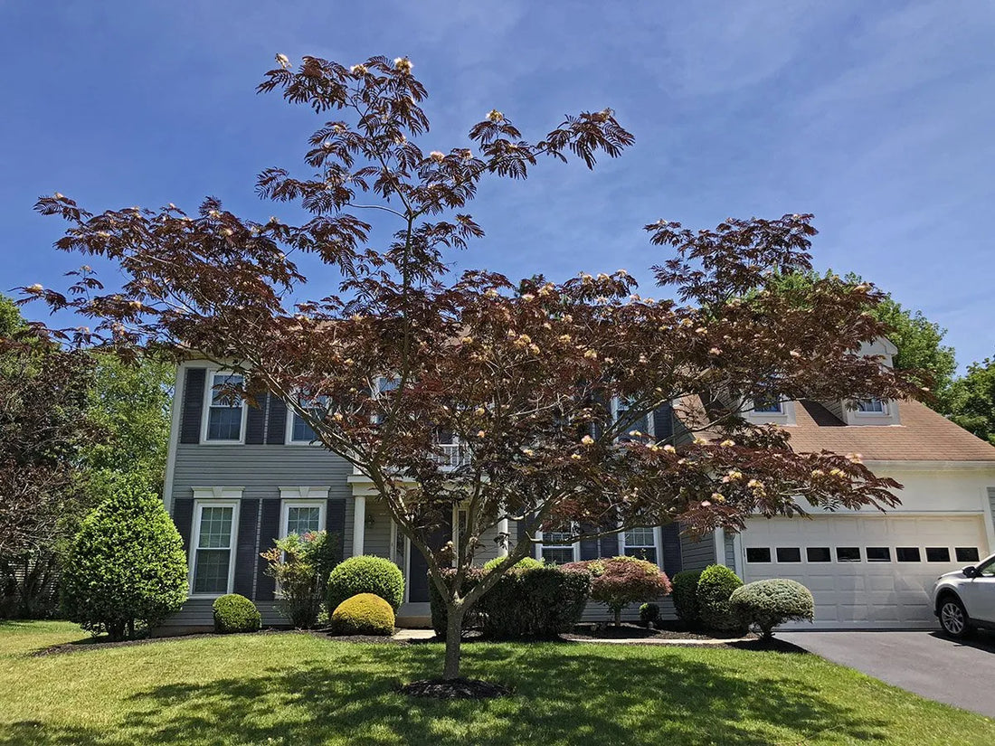 Arbore de matase rosu / Albizia julibrissin "Summer Chocolate" / - Gradina Noastra