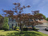 Arbore de matase rosu / Albizia julibrissin "Summer Chocolate" / - Gradina Noastra