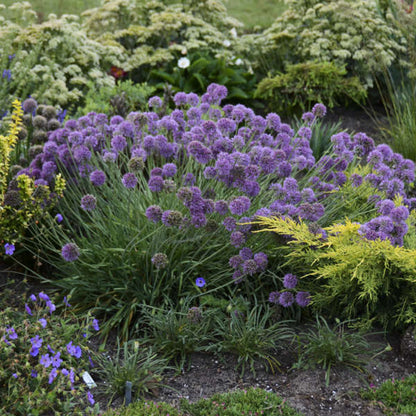 Allium &