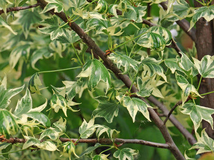 Arborele de guma "Variegata" 2.00 - 2.50 m / Liquidambar styraciflua "Variegata" /