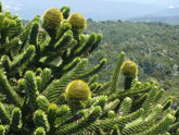 Pin Chilian - Araucaria / Araucaria araucana / - Gradina Noastra