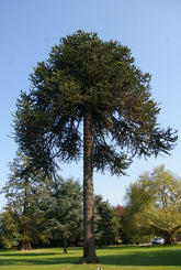 Pin Chilian - Araucaria / Araucaria araucana / - Gradina Noastra