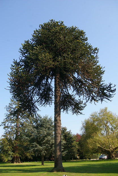Pin Chilian - Araucaria / Araucaria araucana / - Gradina Noastra