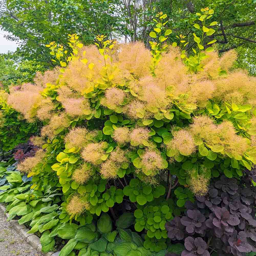 Scumpie „Golden Spirit” / Cotinus coggygria „Golden Spirit” /
