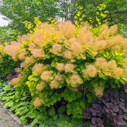 Scumpie „Golden Spirit” / Cotinus coggygria „Golden Spirit” /