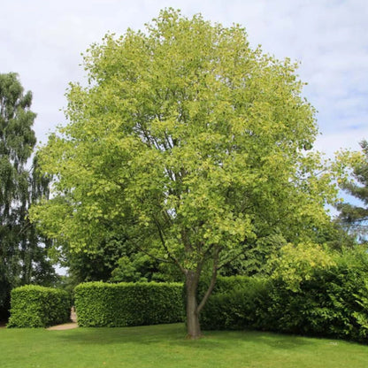 Arborele lalea 3.00 m - 3.50 m / Liriodendron tulipifera / by gradina-noastra