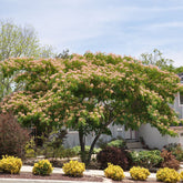 Arbore de matase / Albizia julibrissin / - Gradina Noastra