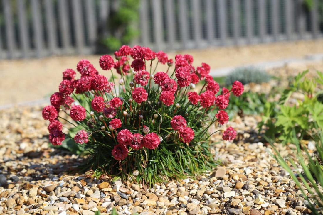 Armeria pseud. &
