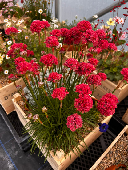 Armeria pseud. &