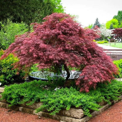Artar japonez "Inaba Shidare" / Acer palmatum dissectum "Inaba Shidare"/
